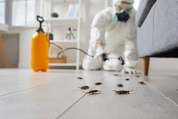 Commercial Kitchen Cockroach Control in Encinitas